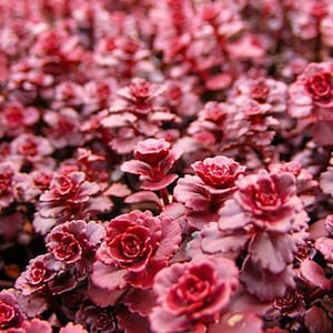 Sedum spurium &#39;Dragons Blood&#39; | Stonecrop | Evergreen | Drought-Tolerant Succulent | USDA Zones 3-9