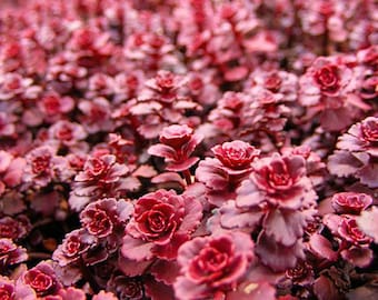 Sedum spurium &#39;Dragons Blood&#39; | Stonecrop | Evergreen | Drought-Tolerant Succulent | USDA Zones 3-9
