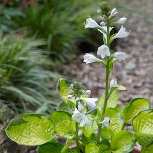 PRE-ORDER Fall Bareroot - Hosta &#39;Rainforest Sunrise&#39; | Small Variegated Yellow and Green Hosta | Flowering Shade Perennial | Slug Resistant