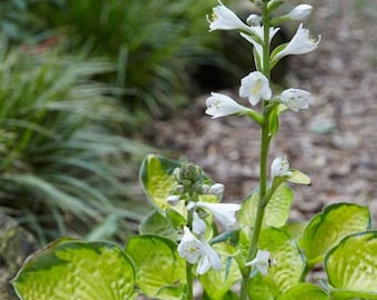 Hosta 'Rainforest Sunrise' | Medium Small Variegated Plantain Lily - Fall 2026 Pre-Order
