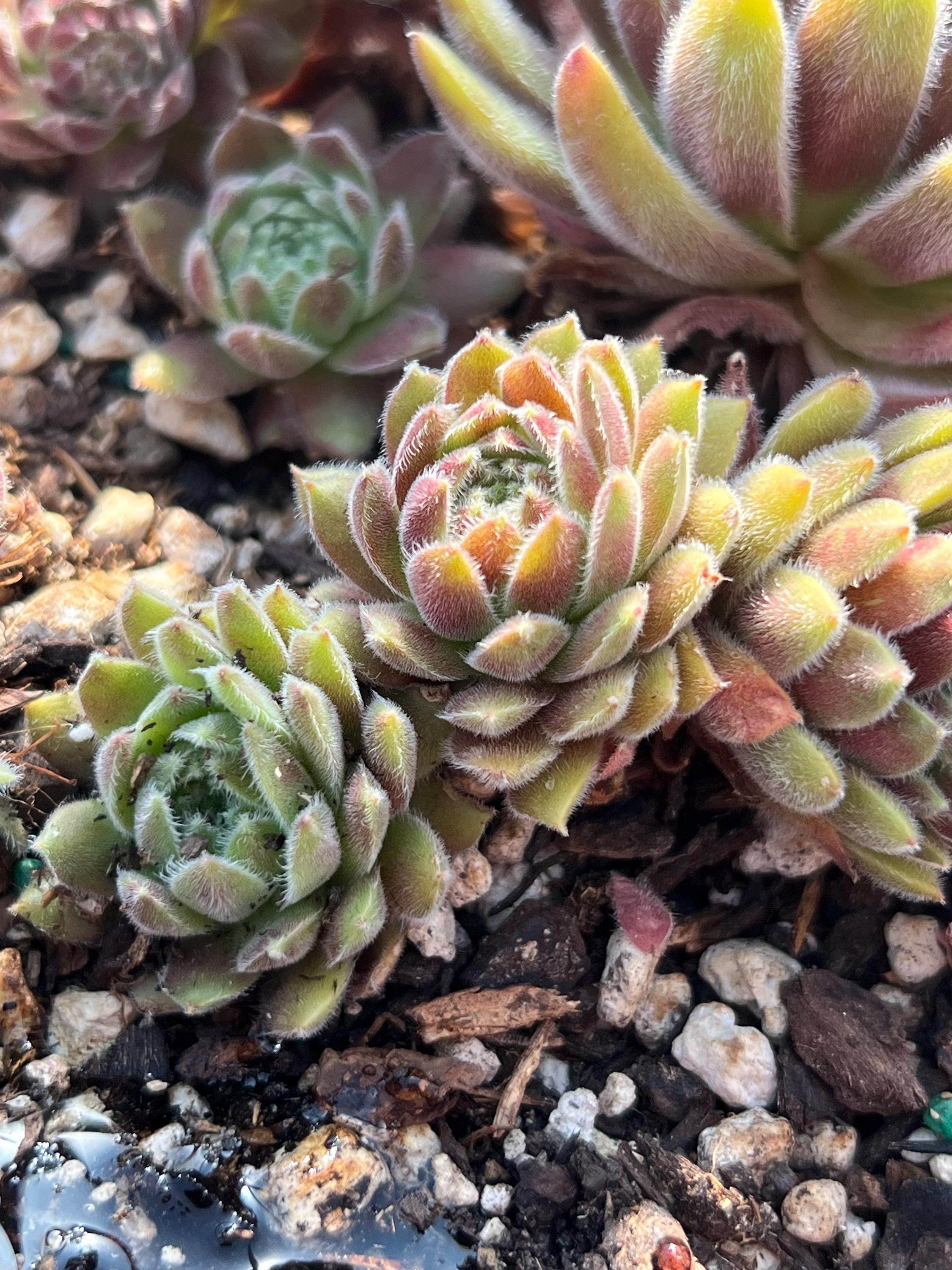 Sempervivum 'spirit of '76' | Color Changing Hens and Chicks