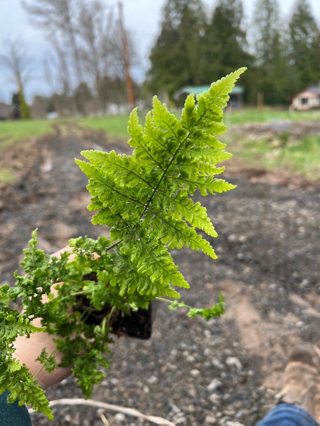 Dryopteris Austriaca 'crispa Whiteside' | Curled Austrian Shield Fern ...