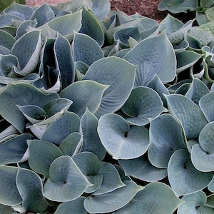 PRE-ORDER Fall Bareroot - Hosta &#39;Hadspen Blue&#39; | Medium Blue Hosta | Flowering Shade Perennial | Slug Resistant | USDA Zones 3–9