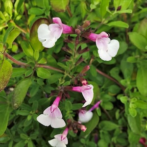 Salvia greggii ‘MIRAGE Soft Pink’ | &#39;Balmirsopin&#39; | Compact, Drought-Tolerant Sage | Hummingbird Magnet | USDA Zones 7–10