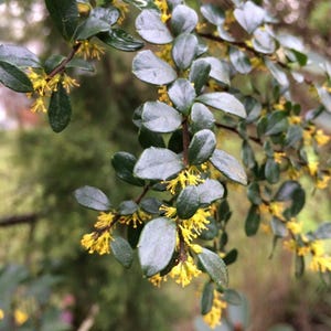 May include: Close-up of a plant branch with small, oval, dark green leaves and clusters of tiny, bright yellow flowers. The leaves have a glossy appearance, and the background is blurred, suggesting an outdoor setting.