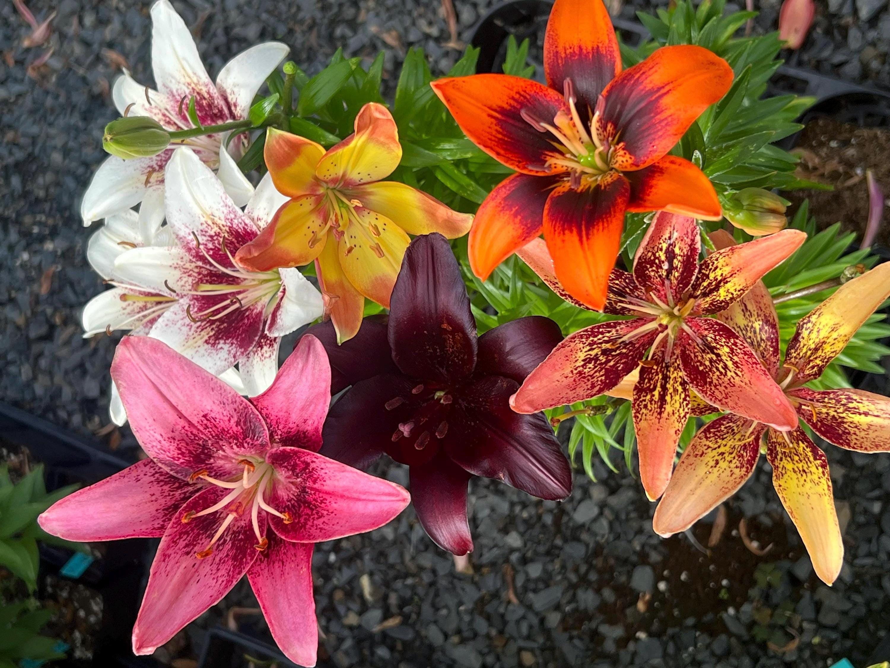 Lilium A Mixed Varieties of Asiatic Lilies Grower's Choice Selection - Fall 2026 Pre-Order