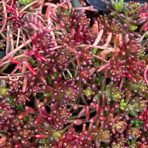 Sedum Red Ice, Red White Stonecrop Succulent, Cold Hardy Evergreen Carpet Sedum Groundcover, Sedum album, live plant