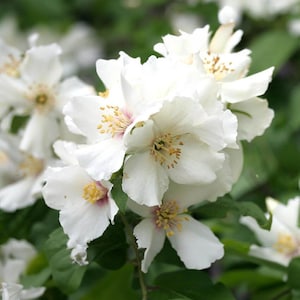 May include: Close-up of white jasmine flowers with multiple layers of petals and yellow stamens. The flowers are in full bloom, with a few showing a hint of pink in the center. Green leaves provide a backdrop.