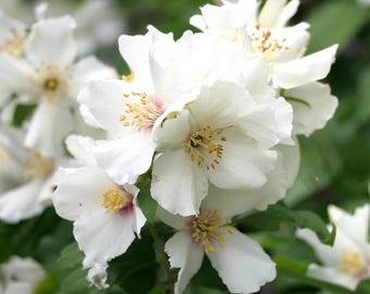 Philadelphie Belle Étoile | Simili orange, PARFUMÉ - Pot de 1 gallon