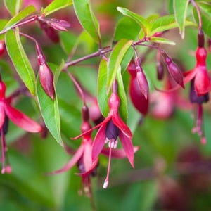 May include: Close-up of fuchsia flowers with vibrant red and purple petals, and green leaves. The flowers are in various stages of bloom, some fully open, others as buds. The background is a soft green, creating a natural, botanical theme.