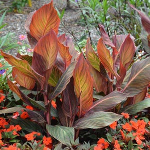 Canna &#39;Durban&#39; | Canna Lily Plant with Tropical Striped Foliage | Large Orange Flowers | Hardy Perennial USDA Zones 7–11