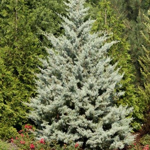 Cupressus Arizonica 'blue Ice' | Arizona Cypress | Evergreen Tree | 1 ...