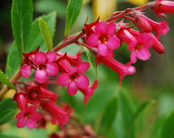 Escallonia rubra | Chilean Gum Box, Evergreen Shrub - 1 gallon pot