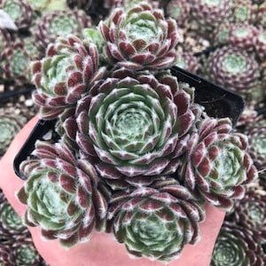 Sempervivum &#39;Pacific Feather Power&#39; | Fuzzy Crimson Hens and Chicks | Evergreen Succulent Groundcover | Drought Tolerant | USDA Zones 4-9