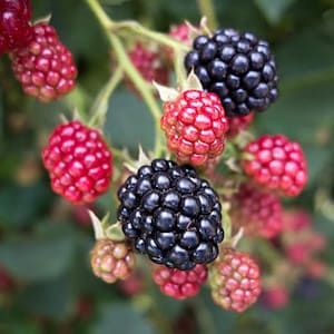 May include: Close-up of a blackberry bush with ripe black and red berries. The berries are clustered together on the branches, with some of the berries still green.