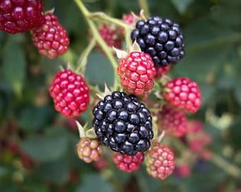 May include: Close-up of a blackberry bush with ripe black and red berries. The berries are clustered together on the branches, with some of the berries still green.