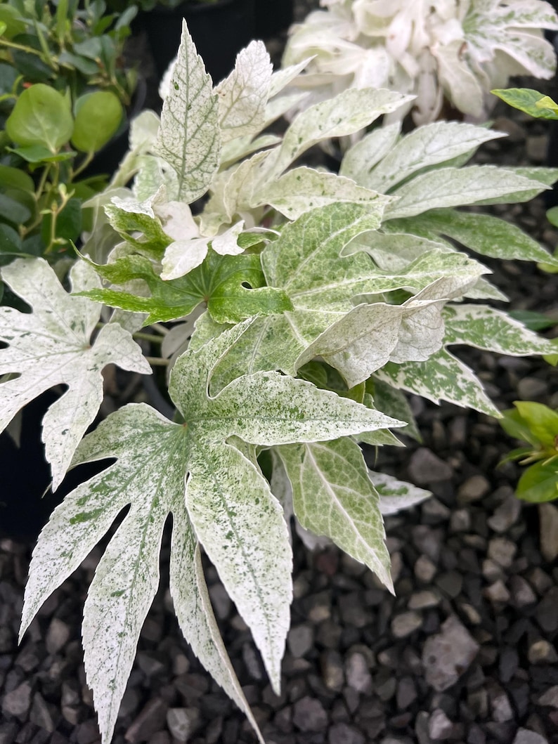 Plantingpartners Fatsia japonica Spider’s Web