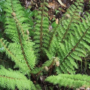 Polystichum setiferum ‘Plumosum Densum’ | Soft Shield Fern | Lush, Feathery Evergreen Fern | USDA Zones 5–9