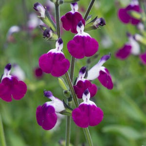 Salvia greggii &#39;Amethyst Lips&#39; | Hardy Perennial Sage | Pollinator-Friendly | Long-Blooming Red and White Salvia | USDA Zones 4–9