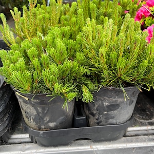 May include: Two potted pine trees with green needles in black plastic pots. The pots are sitting in a black plastic tray.