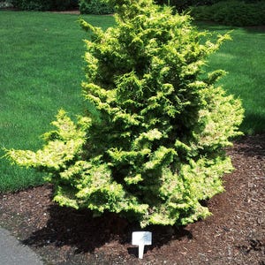 May include: A vibrant green and yellow juniper shrub with a dense, textured appearance. The shrub is planted in a bed of brown mulch, with a lush green lawn in the background. A small white sign is placed in front of the shrub.