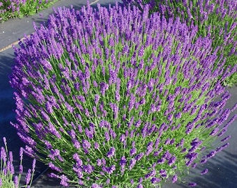 May include: A large bush of lavender flowers in full bloom. The flowers are a deep purple color and are arranged in clusters along the stems. The bush is growing in a field and is surrounded by other lavender plants.
