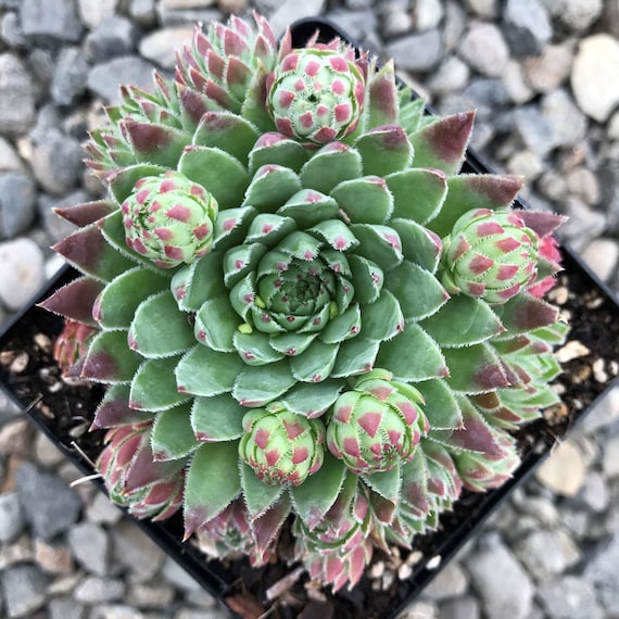 希少 Sempervivum and Jovibarba Jovibarba vs. Sempervivum | The Succulent Eclectic