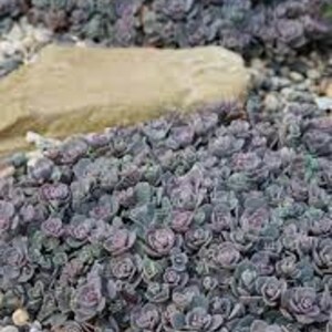 May include: A close-up of a ground cover plant with small, round, purple-grey leaves. The plant is growing in a bed of small, white rocks.