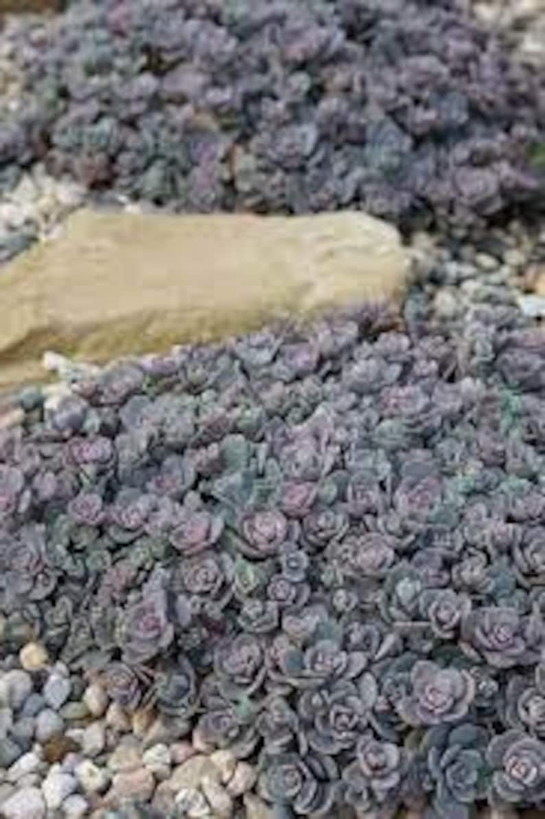 May include: A close-up of a ground cover plant with small, round, purple-grey leaves. The plant is growing in a bed of small, white rocks.