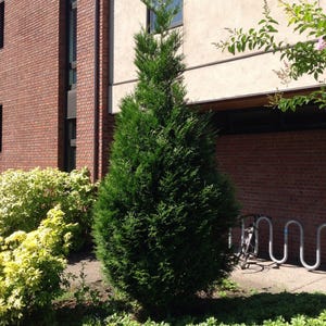 Thuja plicata ‘Hogan’ | Western Red Cedar | Hardy Evergreen Tree | USDA Zones 5–8