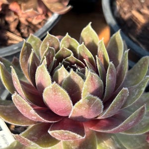 Sempervivum 'Ruby Heart' | Color Changing Hens and Chicks Succulent