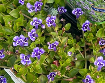 Lindernia grandiflora | Blue Moneywort | Groundcover Perennial | USDA Zones 7–10