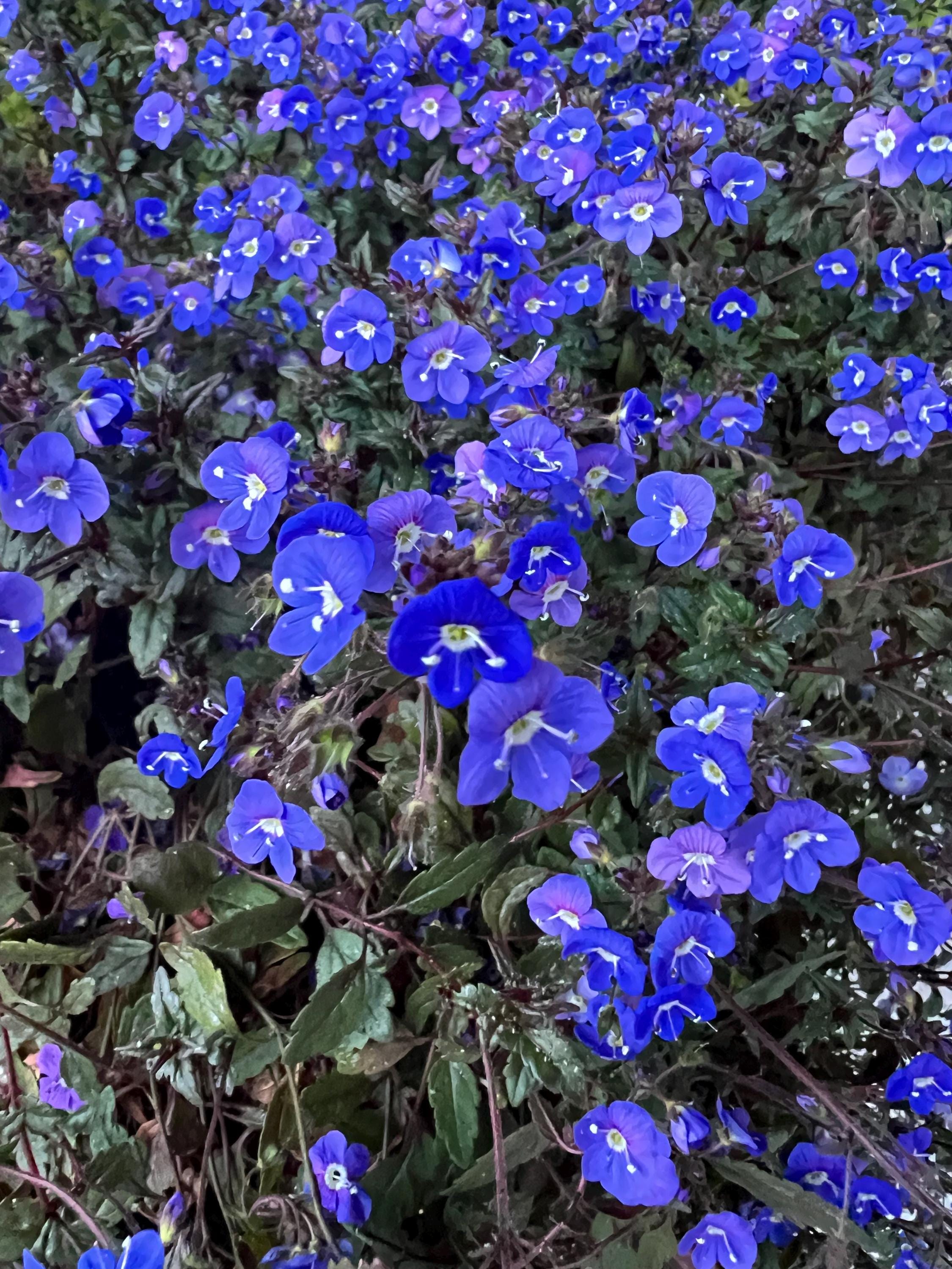 Veronica 'georgia Blue' | Blue Speedwell, Semi-evergreen