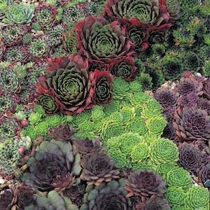 Zone 7 Succulents - Etsy