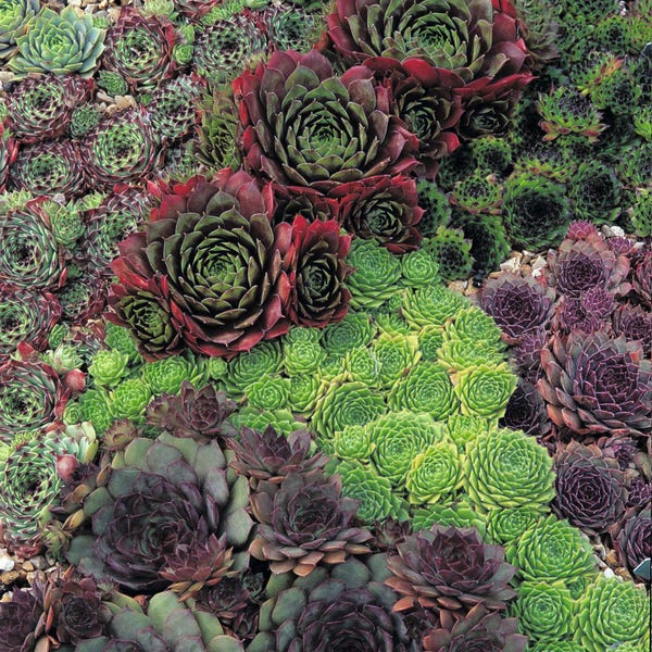 Sempervivum | Hens and Chicks Varieties | Cold-Hardy Succulent Rosettes, Grower’s Choice