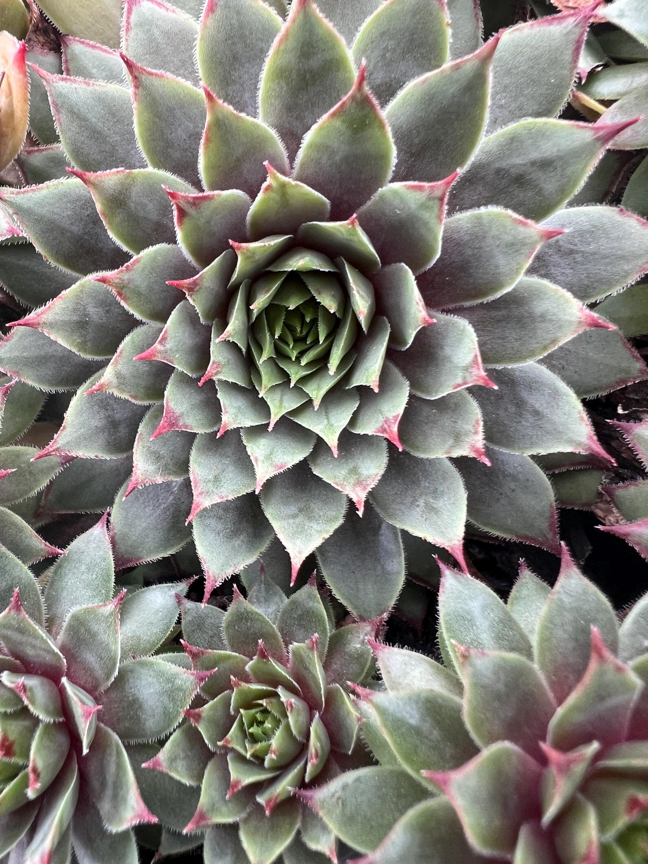 Sempervivum 'amanda' | Burgundy Hens and Chicks | Evergreen Succulent