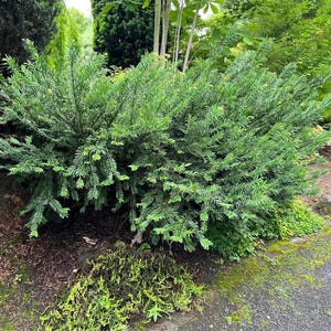 Cephalotaxus ‘Duke’s Garden’ | Japanese Plum Yew, Evergreen Conifer | 1 gallon pot
