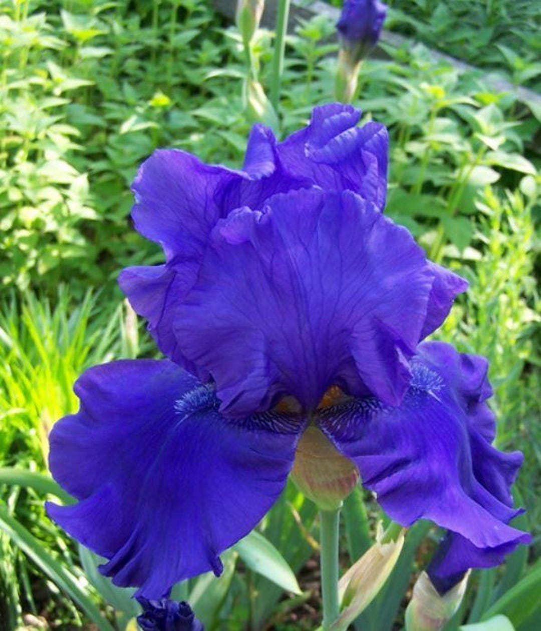Iris 'blueberry Bliss' | Deep Blue Bearded Iris - 1 Bareroot Rhizome - Etsy