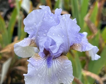Iris 'August Treat' | Bearded Iris