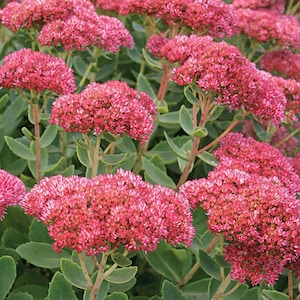 Sedum Autumn Fire, Stonecrop Succulent, Deciduous Upright Stone Crop