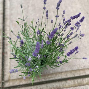 Lavandula x intermedia &#39;Grosso&#39; | Large French Lavender | Highly Fragrant Perennial | Evergreen Herb | USDA Zones 5–9