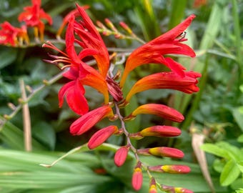 Crocosmia ‘Lucifer’ | Red Montbretia