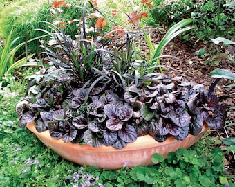 Ajuga reptans ‘Black Scallop’ | Deep Purple Black Bugleherb, Evergreen Groundcover