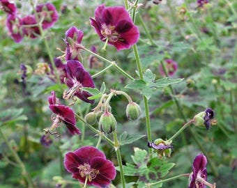 Geranium phaeum 'Samobor' | Cranesbill