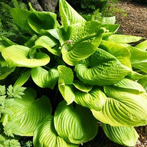 Hosta 'Sum and Substance' | Giant Gold Plantain Lily, Shade Perennial