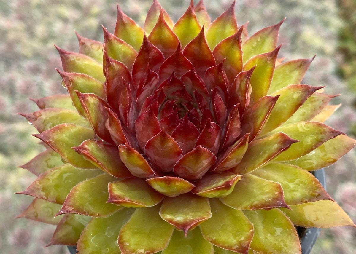 Sempervivum Chick Charms 'Pineapple Paradise' | Hens and Chicks | Evergreen Succulent Groundcover | Cold Hardy | USDA Zones 4-9