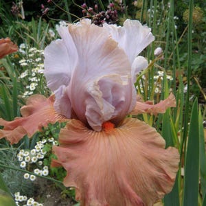 May include: A tall bearded iris flower featuring ruffled, pale lavender-pink upper petals and broad, wavy, terracotta-orange lower petals. A bright orange beard sits at the center of the bloom, surrounded by green stems and foliage.