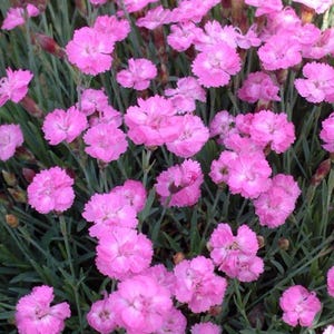 May include: A close-up of a patch of pink flowers with green leaves. The flowers are in full bloom and have a delicate, ruffled appearance.