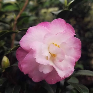 May include: Close-up of a camellia flower with layered petals. The flower has a gradient of colors, with a deep pink edge that fades into a soft white center. Yellow stamens are visible in the center, surrounded by the white petals. Dark green leaves are in the background.