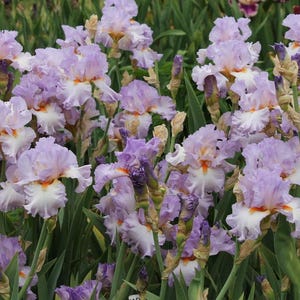 PRE-ORDER Fall Bulbs - Iris &#39;Oui Madame&#39; | Soft Lavender Bearded Iris | Reblooming Perennial | 1 bareroot rhizome | USDA Zones 3–9